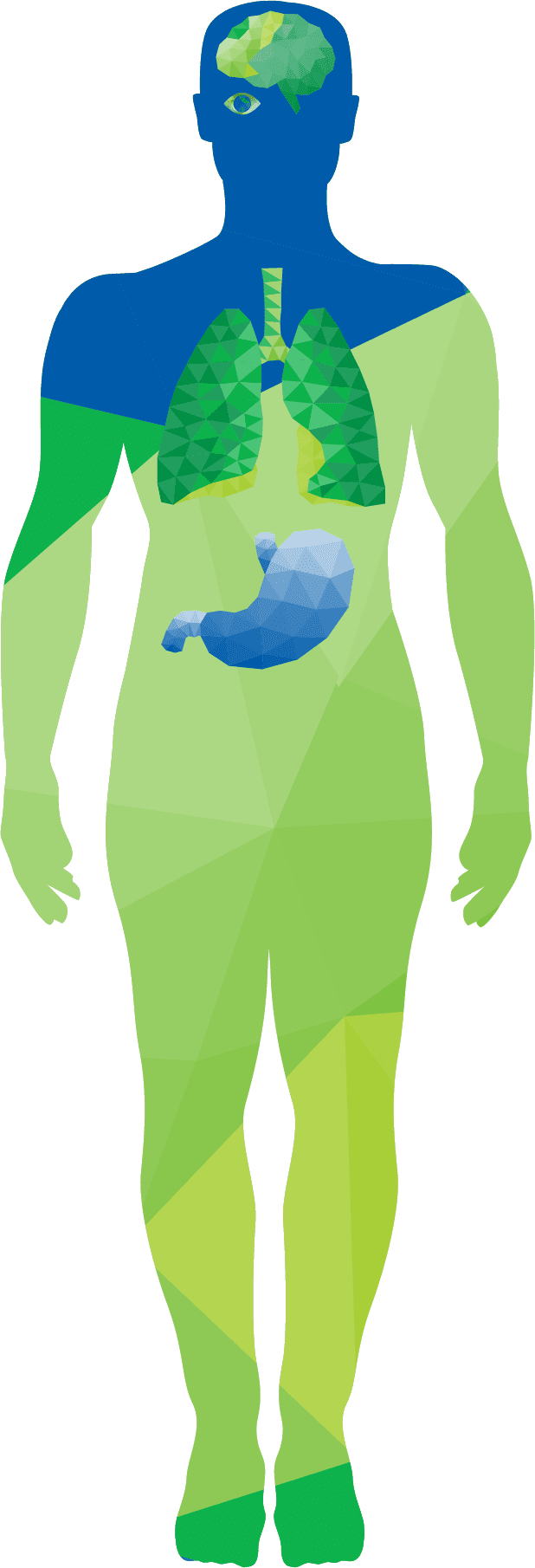 تروميد - رسم توضيحي لجسم الإنسان