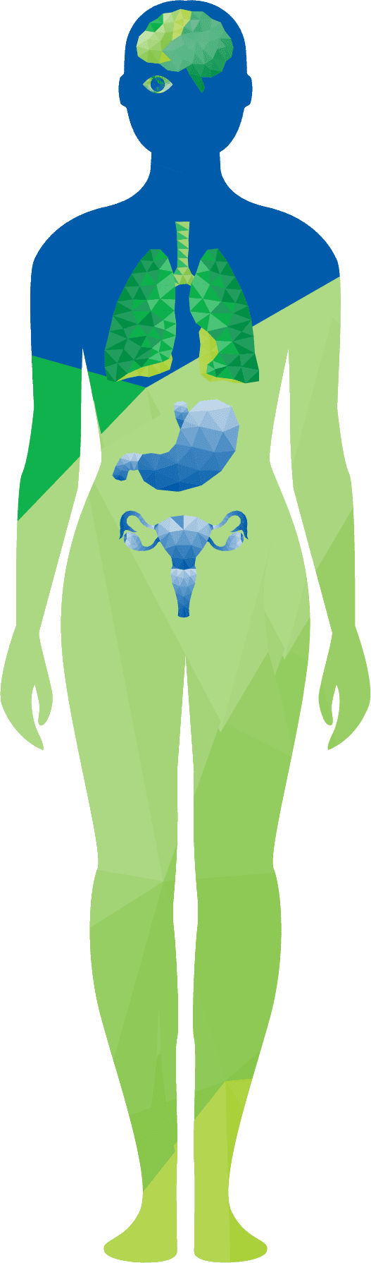 تروميد - رسم توضيحي لجسد المرأة